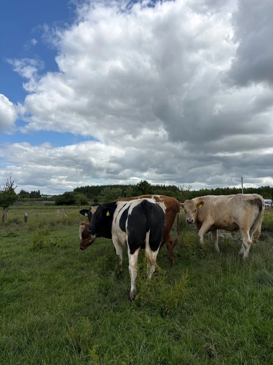 Continental bulls - Image 2
