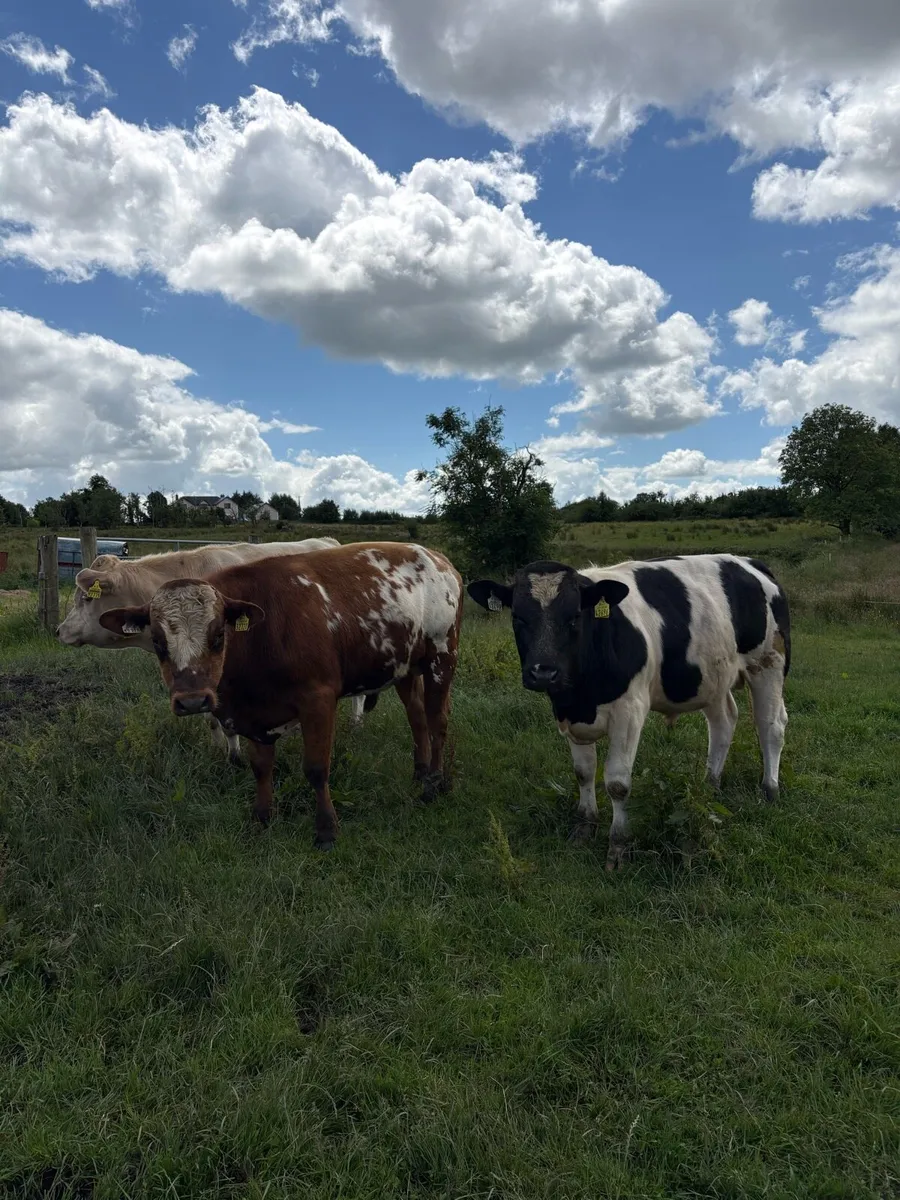 Continental bulls - Image 3