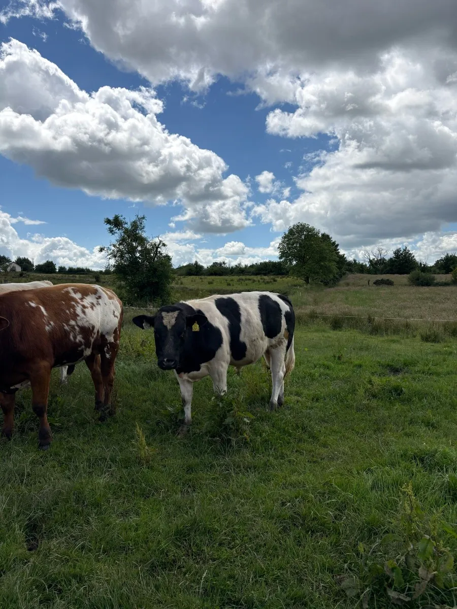 Continental bulls - Image 4