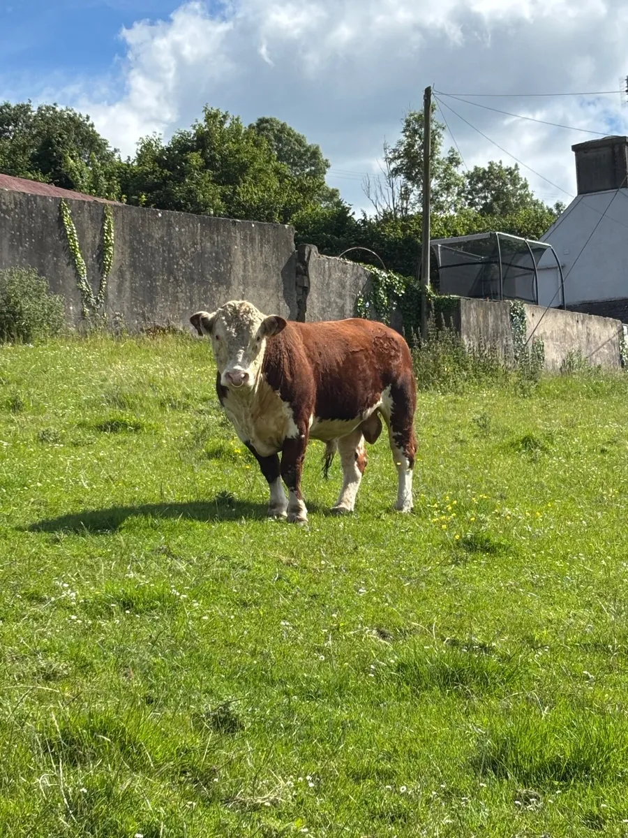 Hereford Pedigree Bulls - Image 1