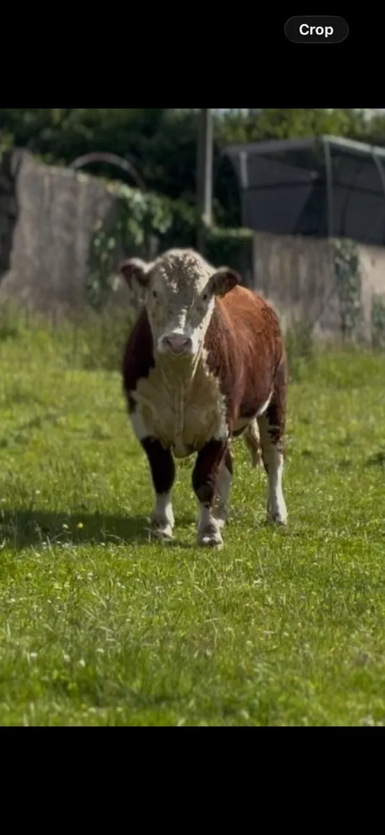Hereford Pedigree Bulls - Image 2
