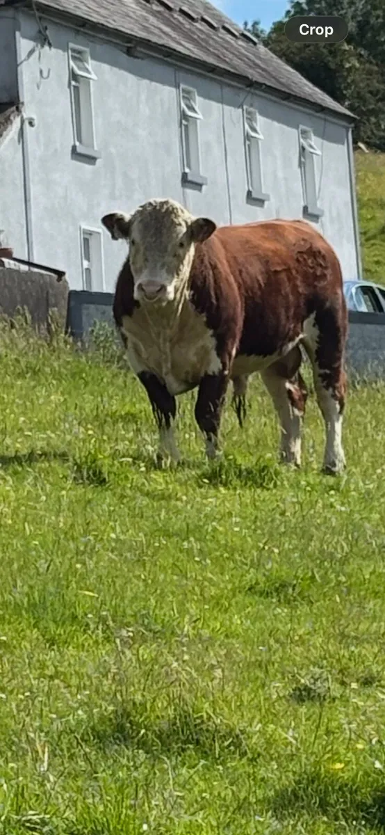 Hereford Pedigree Bulls - Image 3