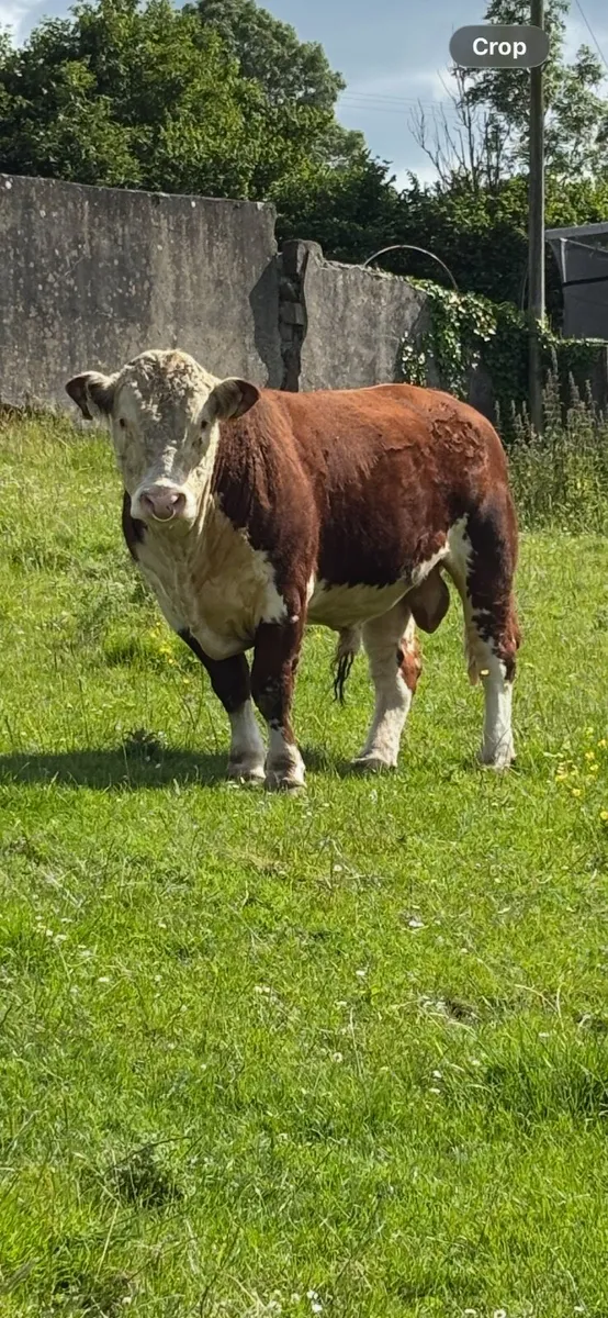 Hereford Pedigree Bulls - Image 4