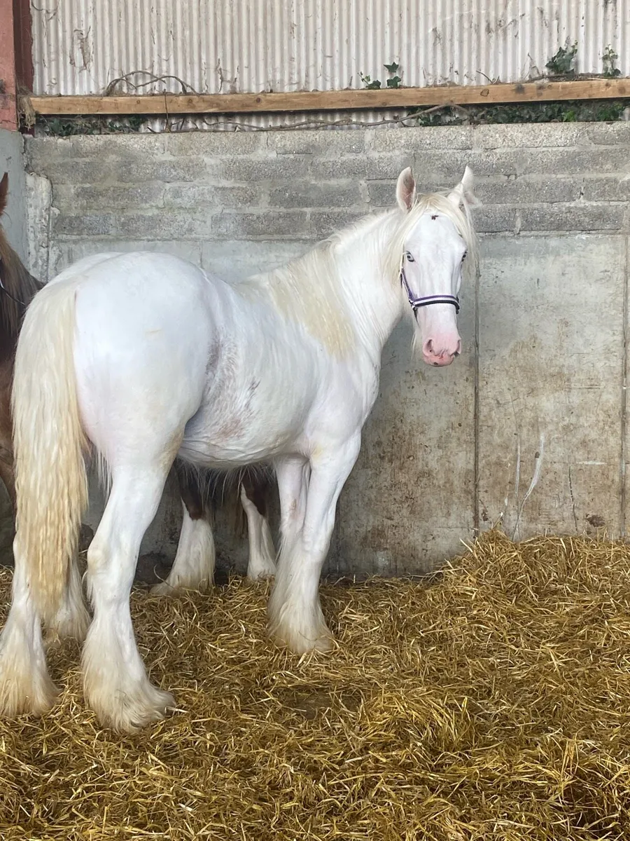 2 quality yearly filly’s - Image 1