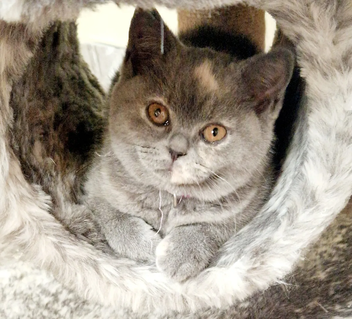 Pedigree British Shorthair - Image 2