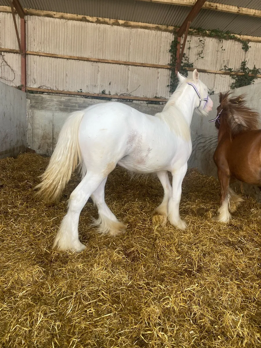 2 quality yearly filly’s - Image 4