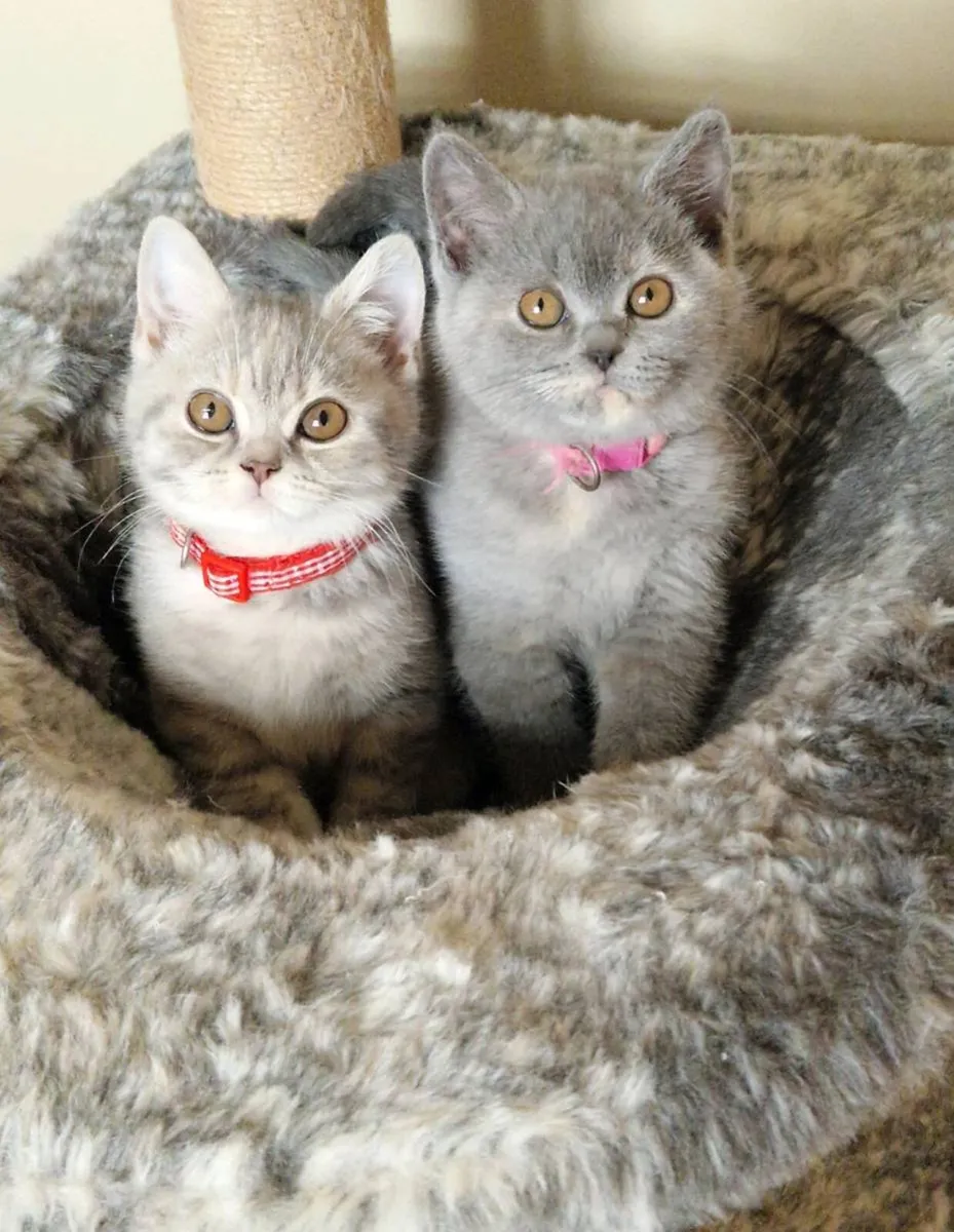 Pedigree British Shorthair - Image 3