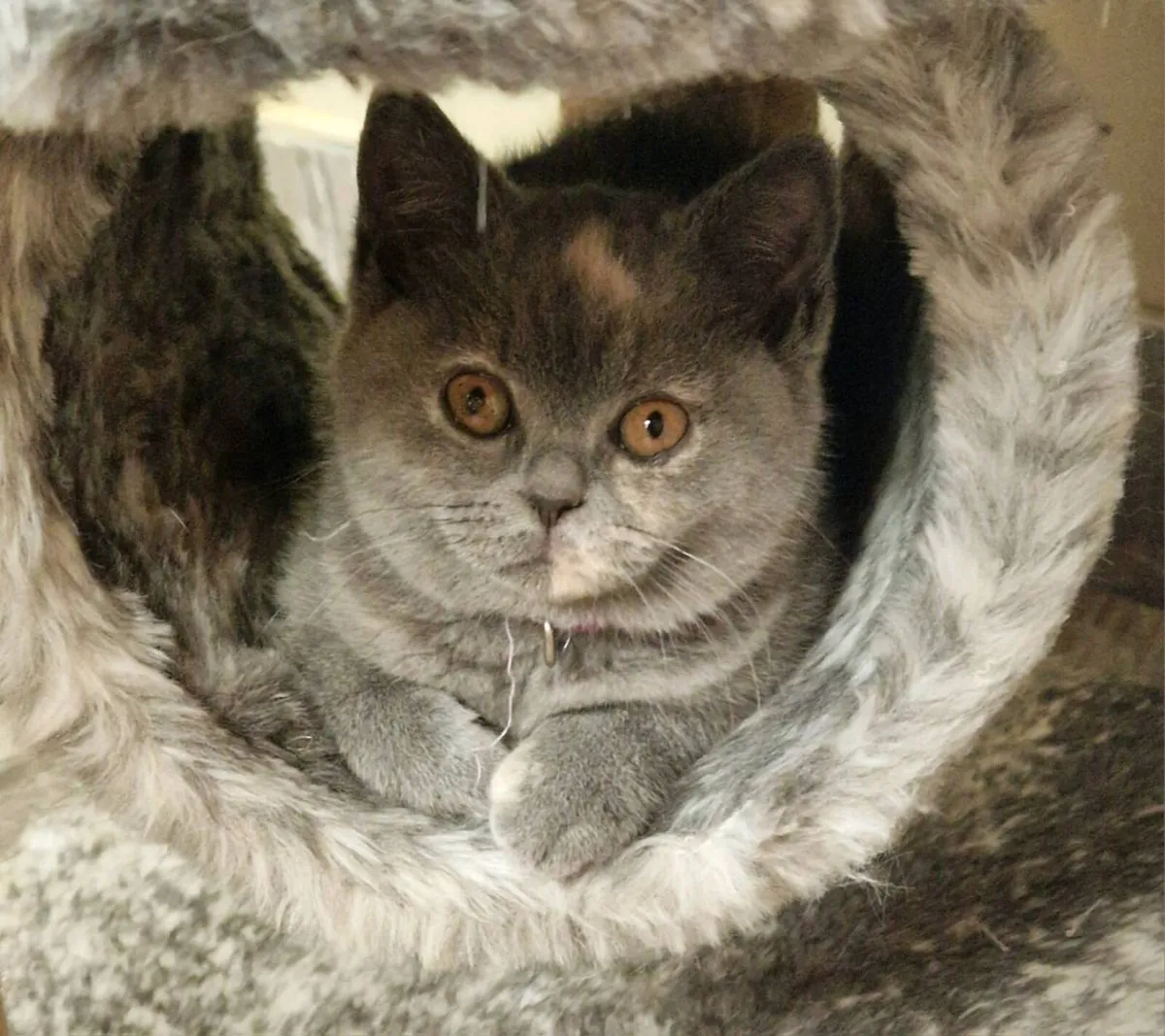 Pedigree British Shorthair - Image 1