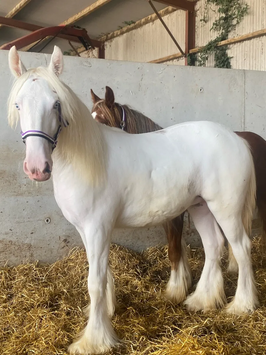 2 quality yearly filly’s - Image 2