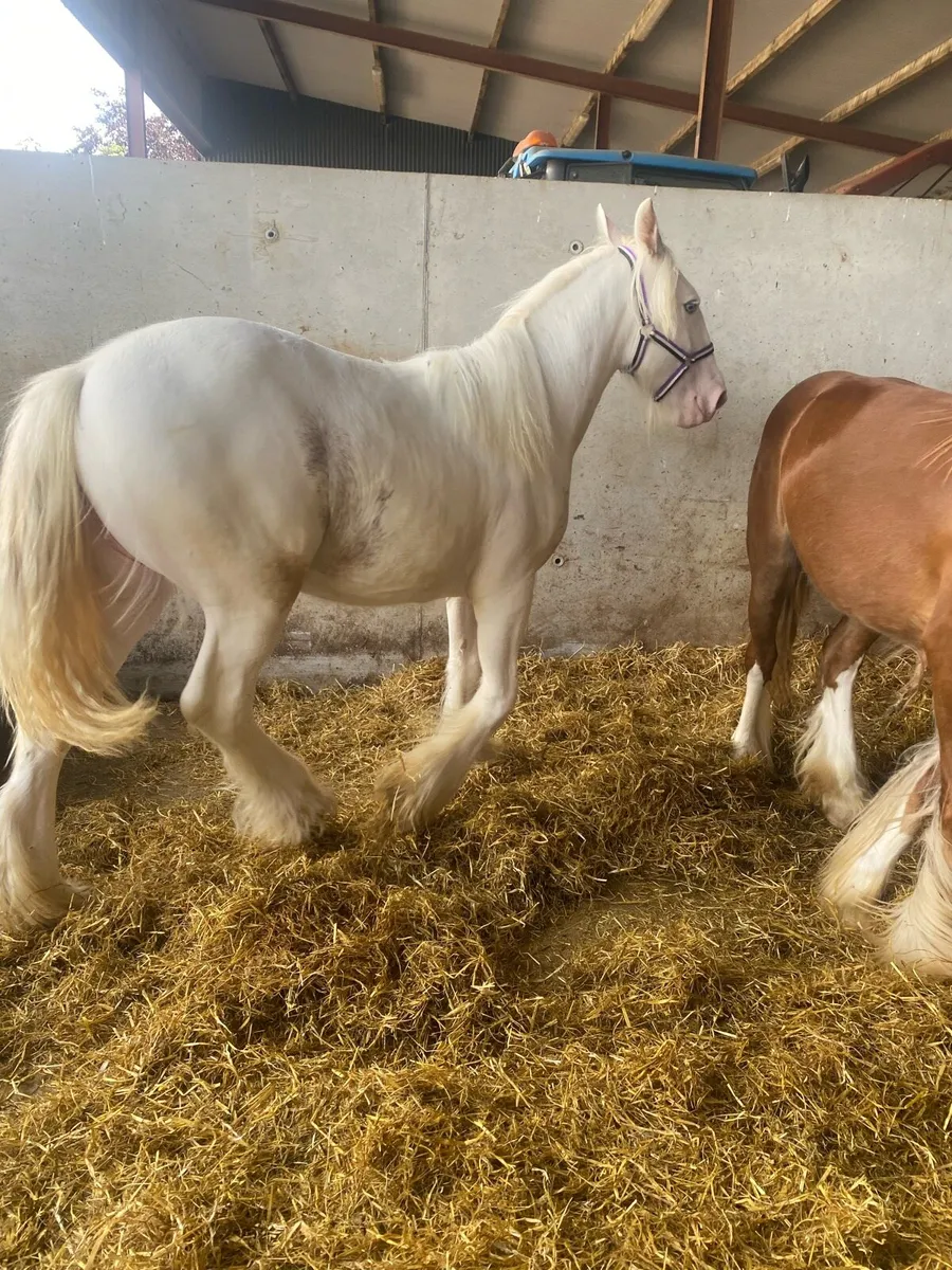 2 quality yearly filly’s - Image 3