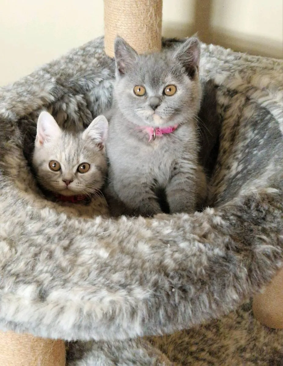 Pedigree British Shorthair - Image 4