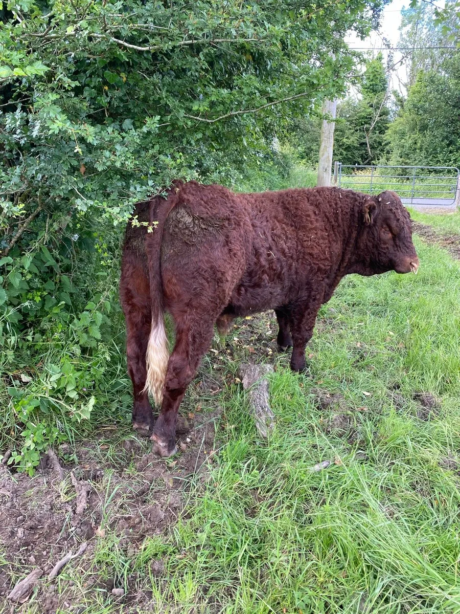 Pb Saler bulls - Image 1