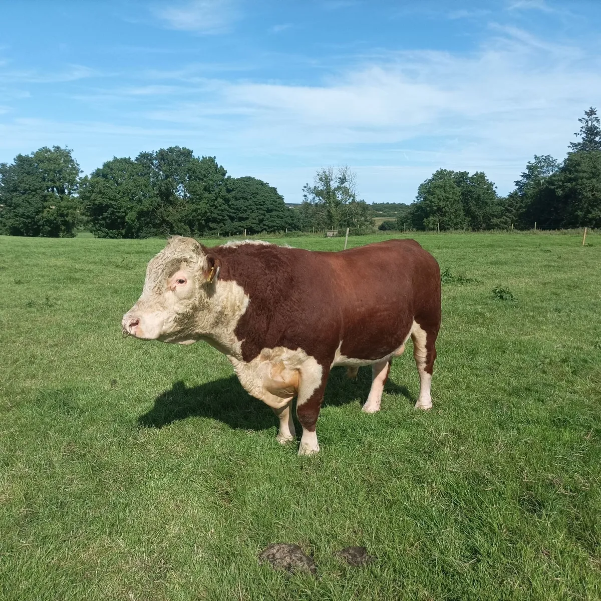 Pedigree Hereford stock bull - Image 3