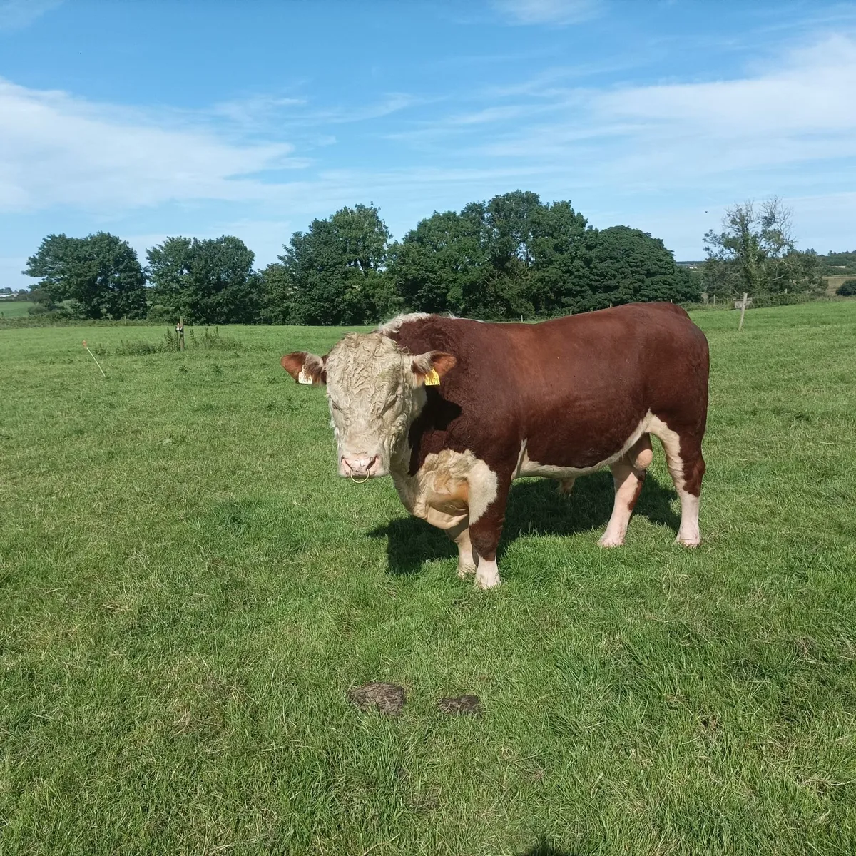 Pedigree Hereford stock bull - Image 4