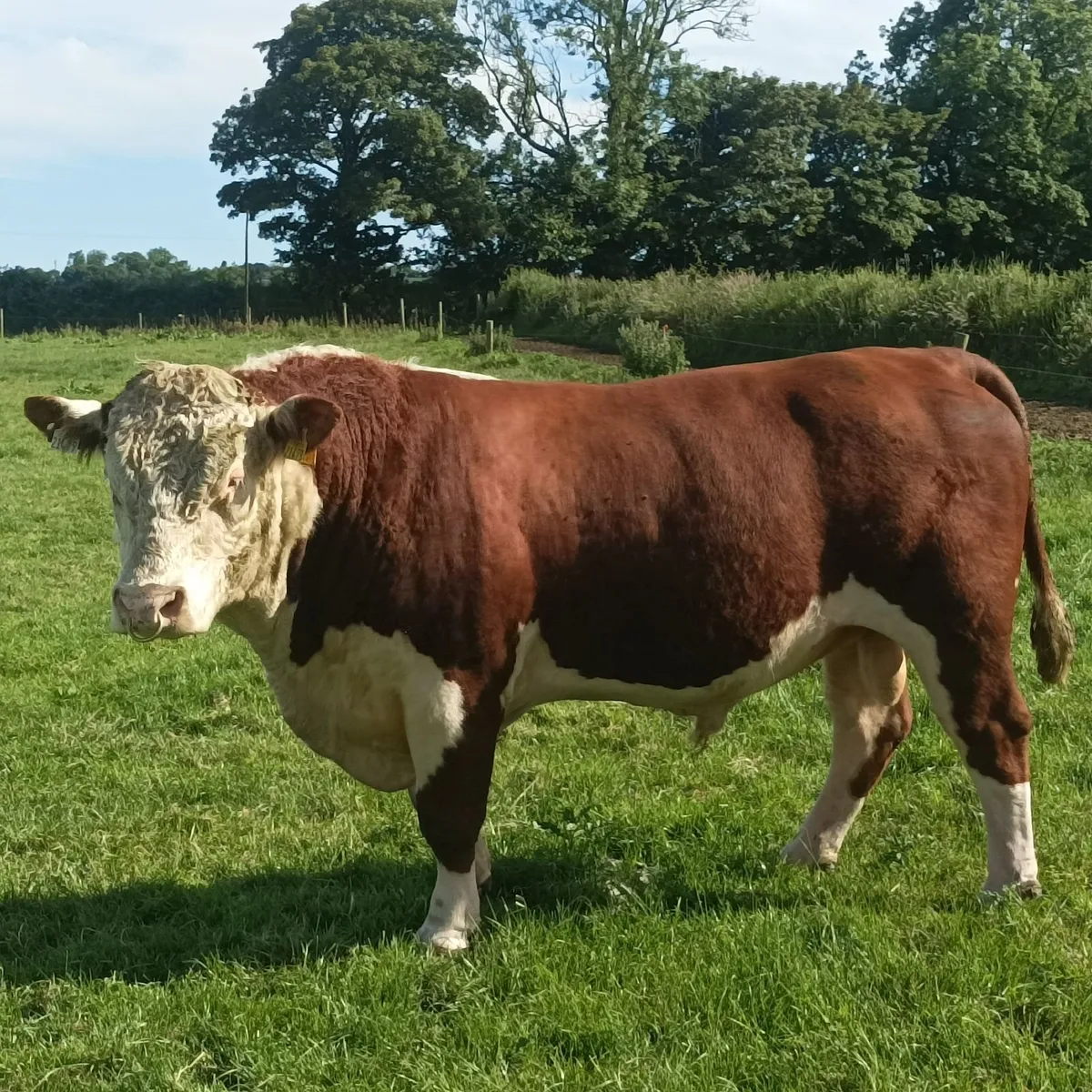 Pedigree Hereford stock bull - Image 1