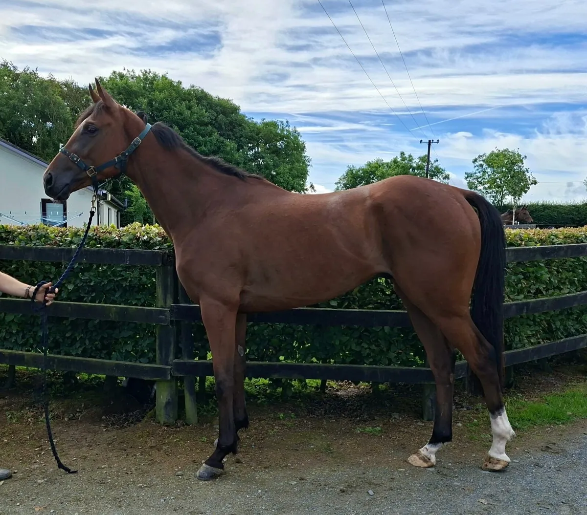 Horse - Image 2