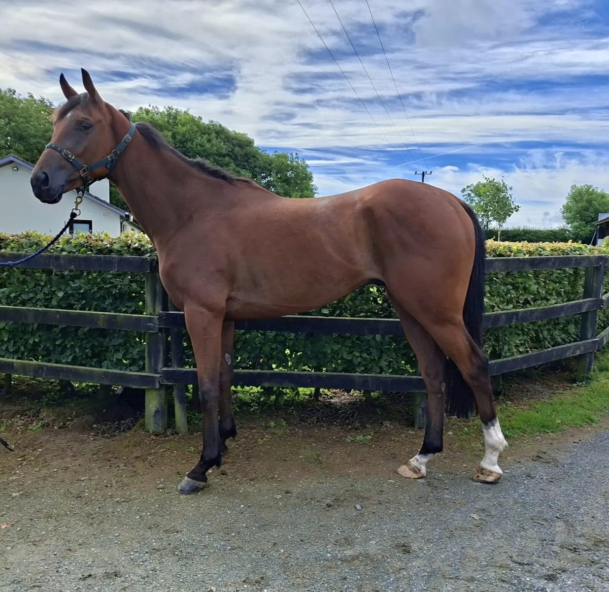 Horse - Image 1