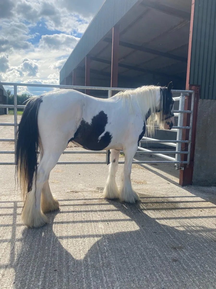 4year old filly - Image 1