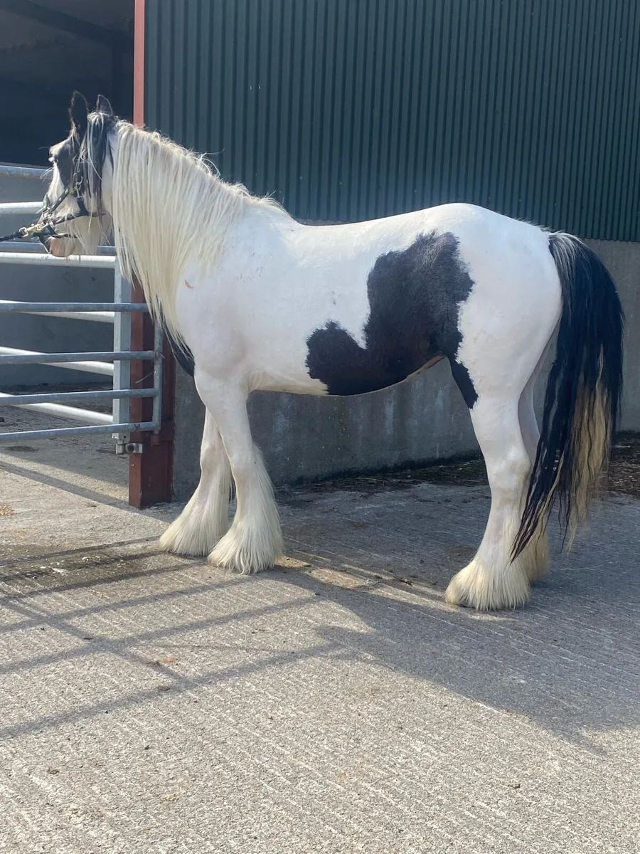 4year old filly - Image 3