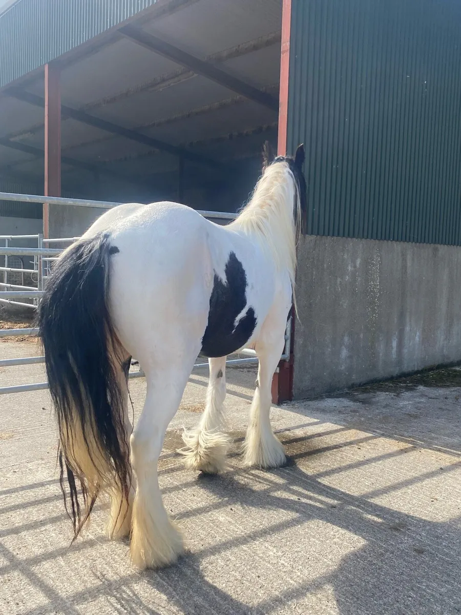 4year old filly - Image 2