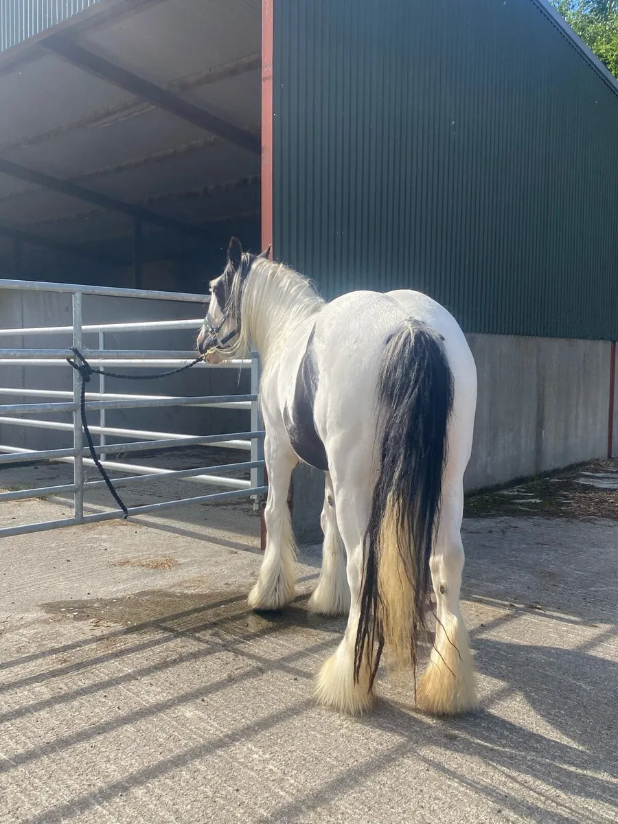 4year old filly - Image 4