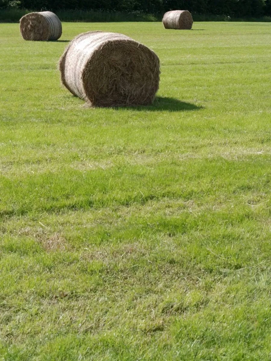 Hay