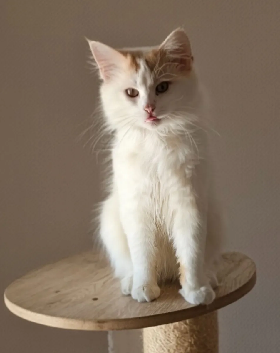 Ginger Kittens - Image 2