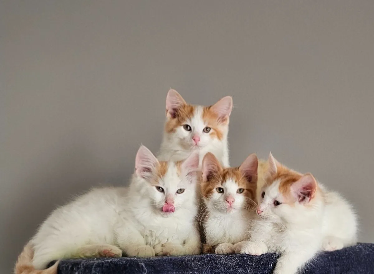 Ginger Kittens - Image 1