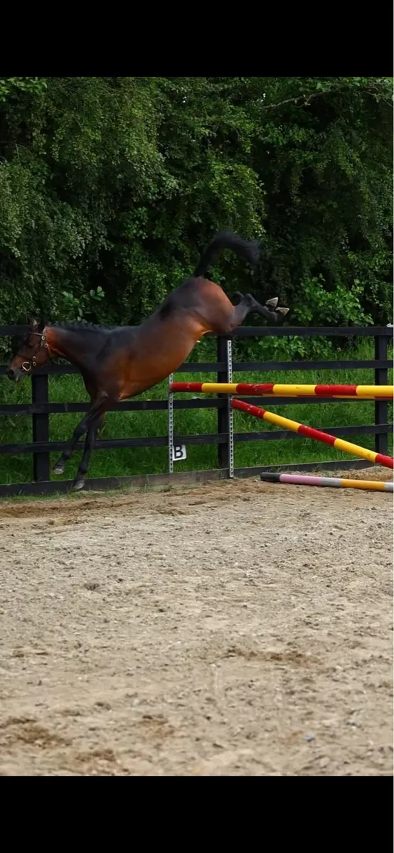 Licensed German pony stallion - Image 1