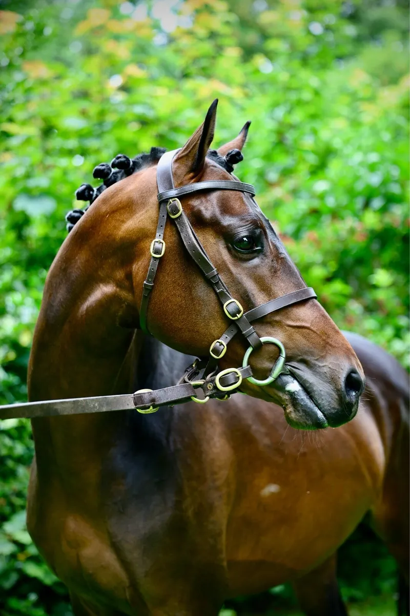 Licensed German pony stallion - Image 1