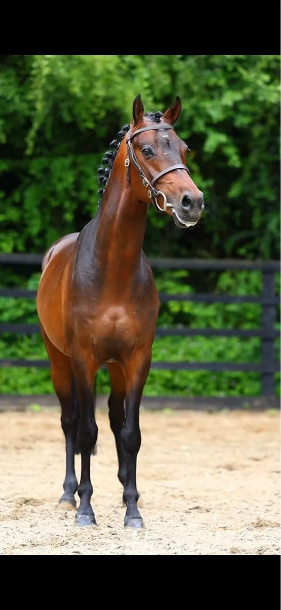 Licensed German pony stallion - Image 2