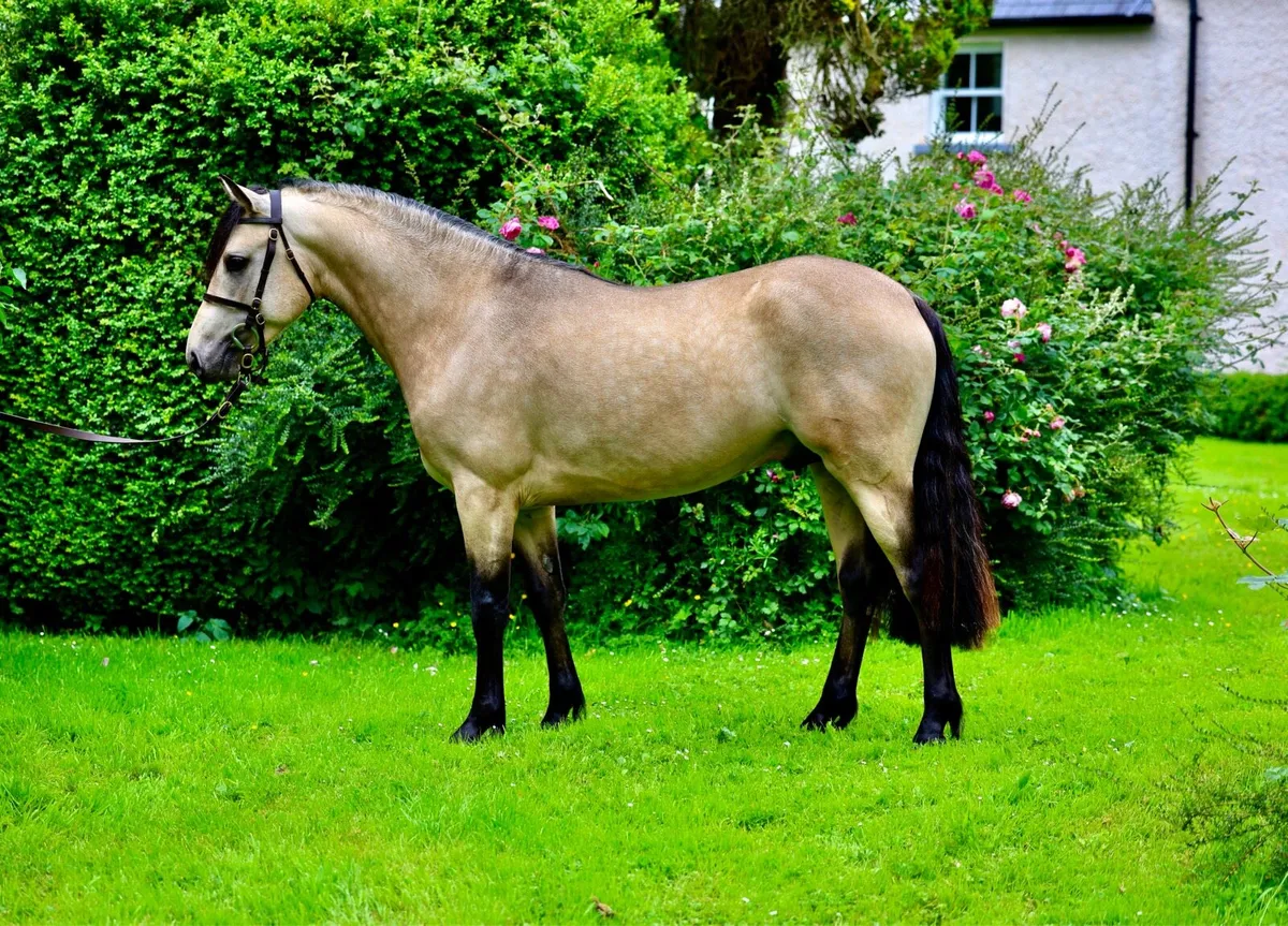 Class 1 Connemara at stud - Image 1