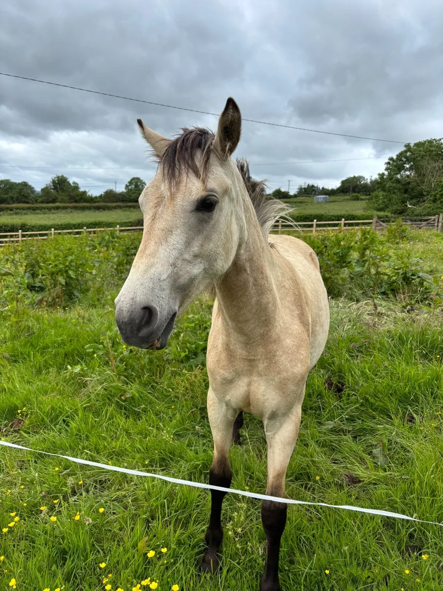 Connemara class 1 Filly - Image 3