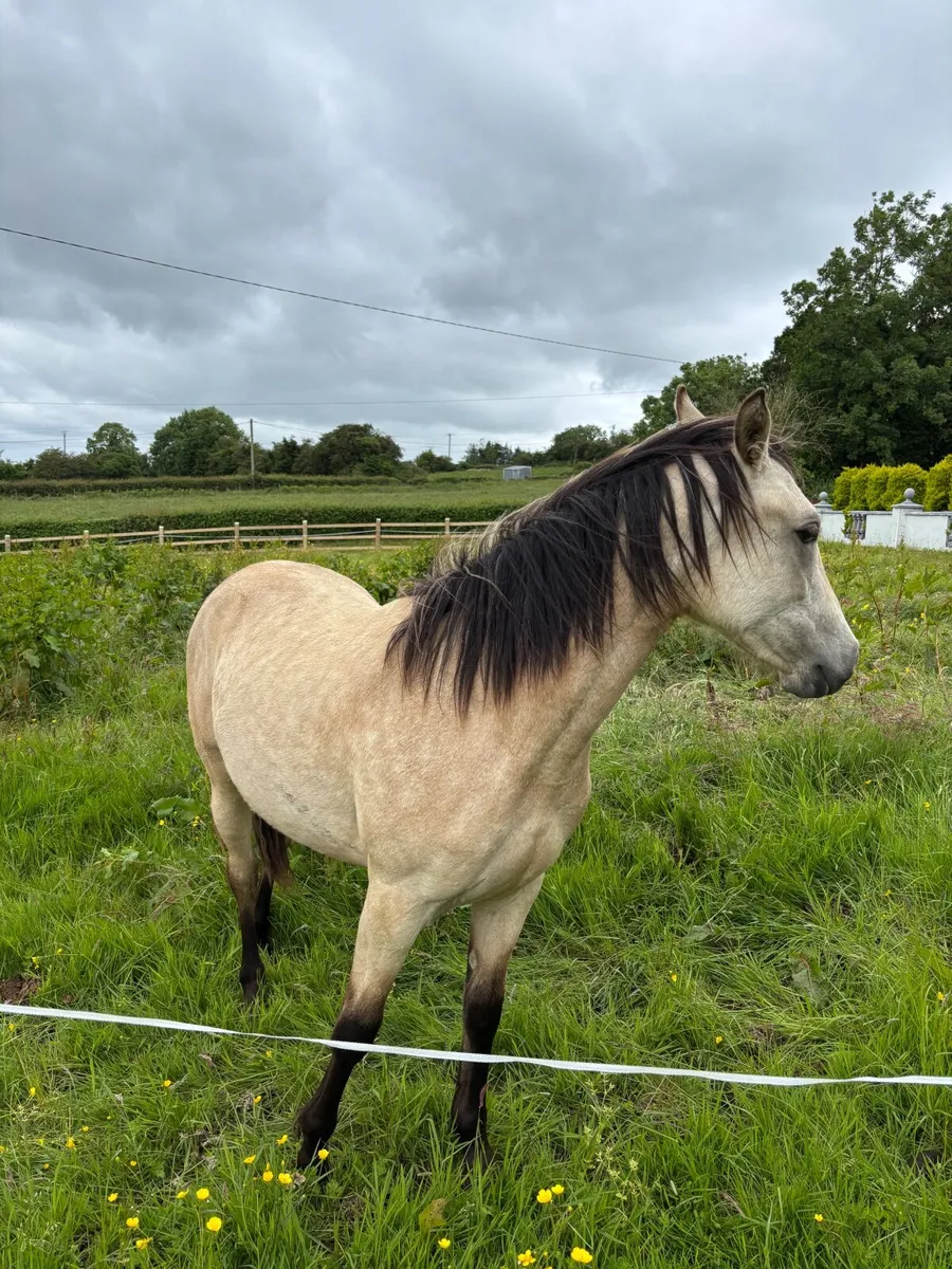 Connemara class 1 Filly - Image 1
