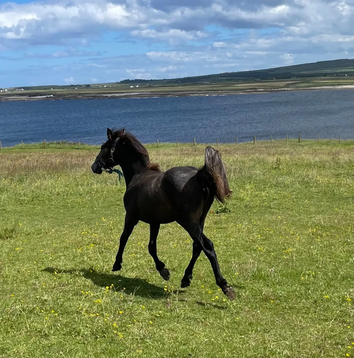 Yearling Connemara pony - Image 1