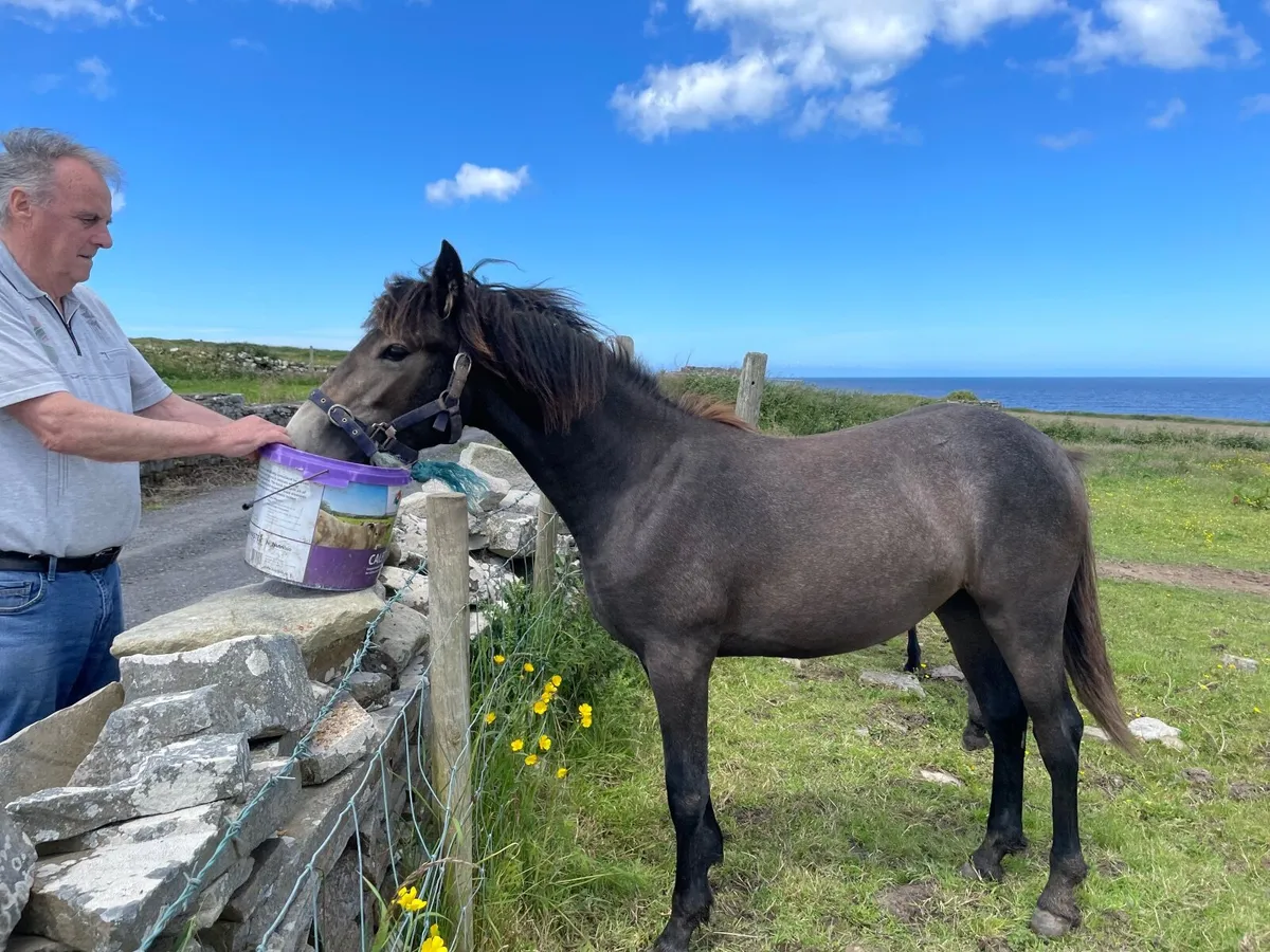 Yearling Connemara pony - Image 4