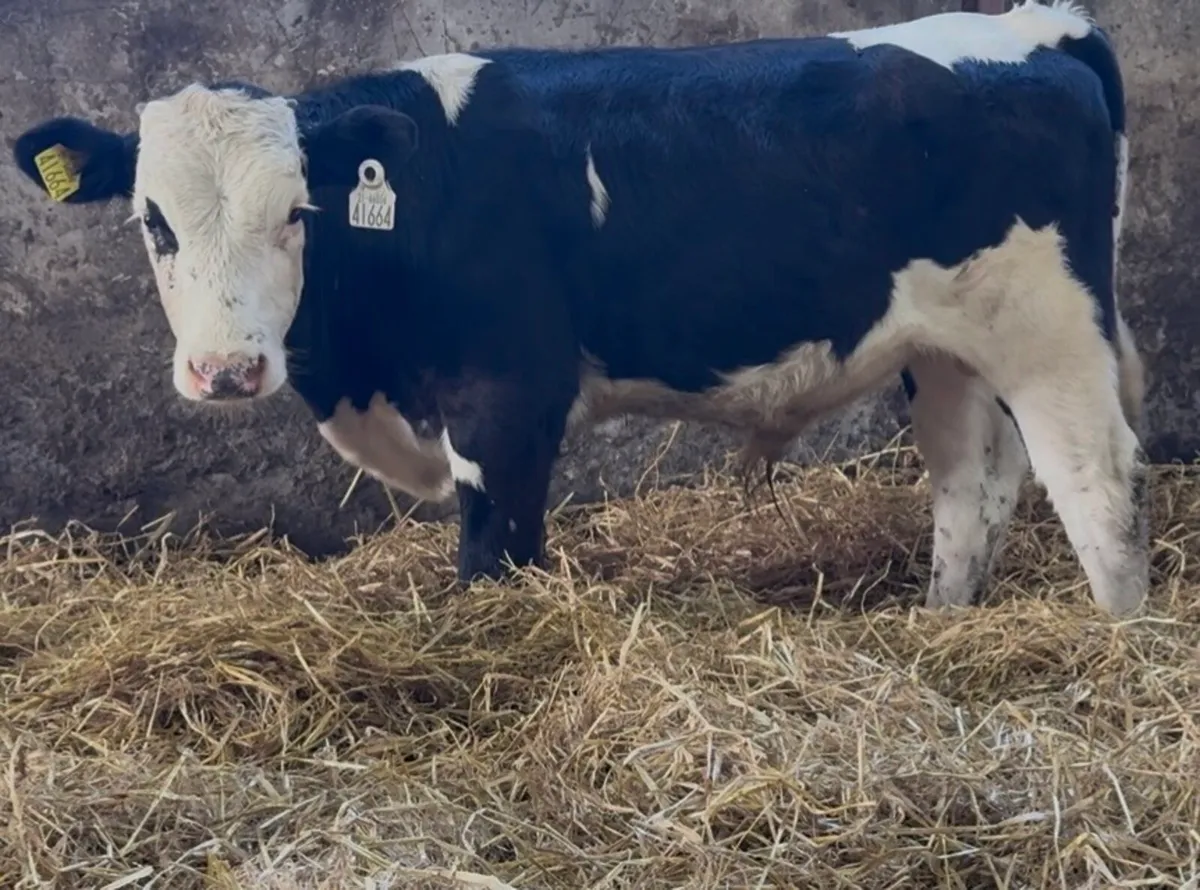 14 smashing bull runners 5-6 months old - Image 1