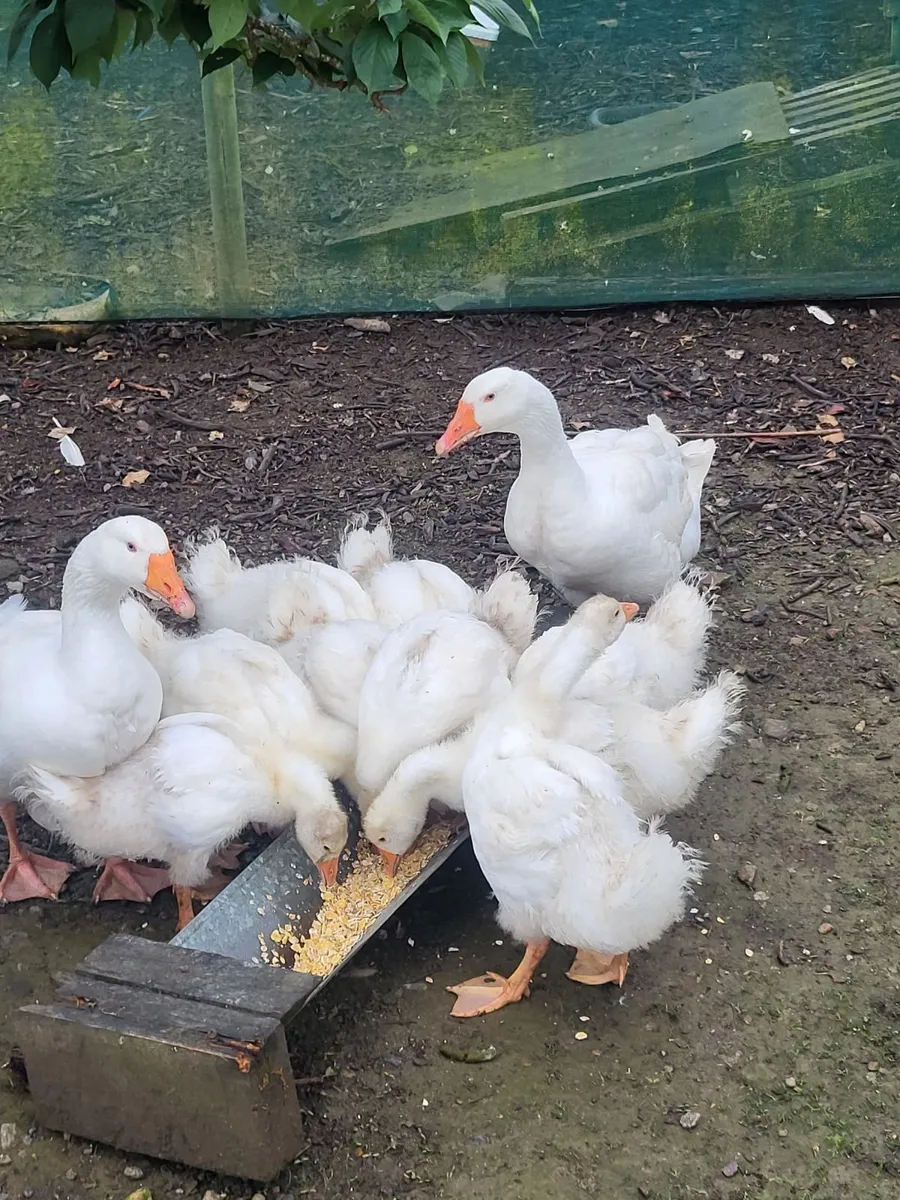 Geese - Image 1
