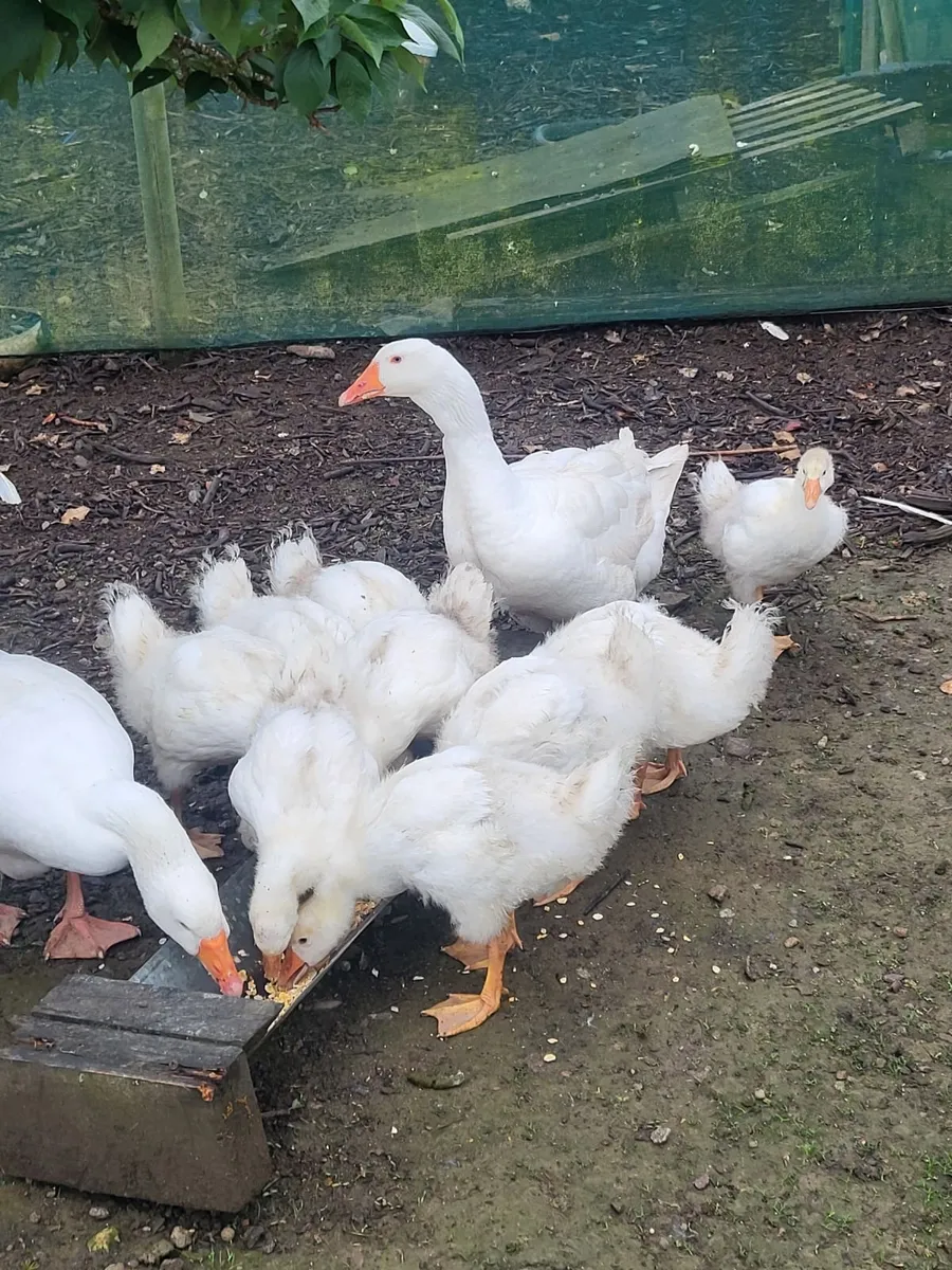 Geese - Image 2