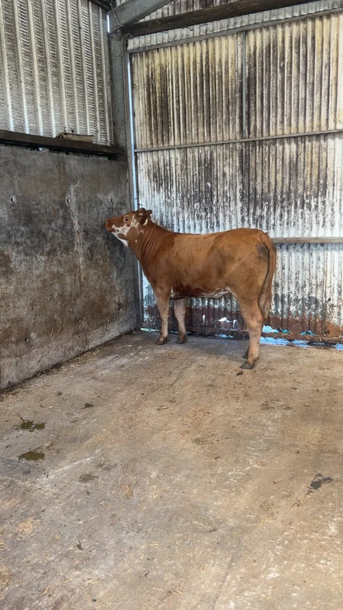 Breeding heifer - Image 1