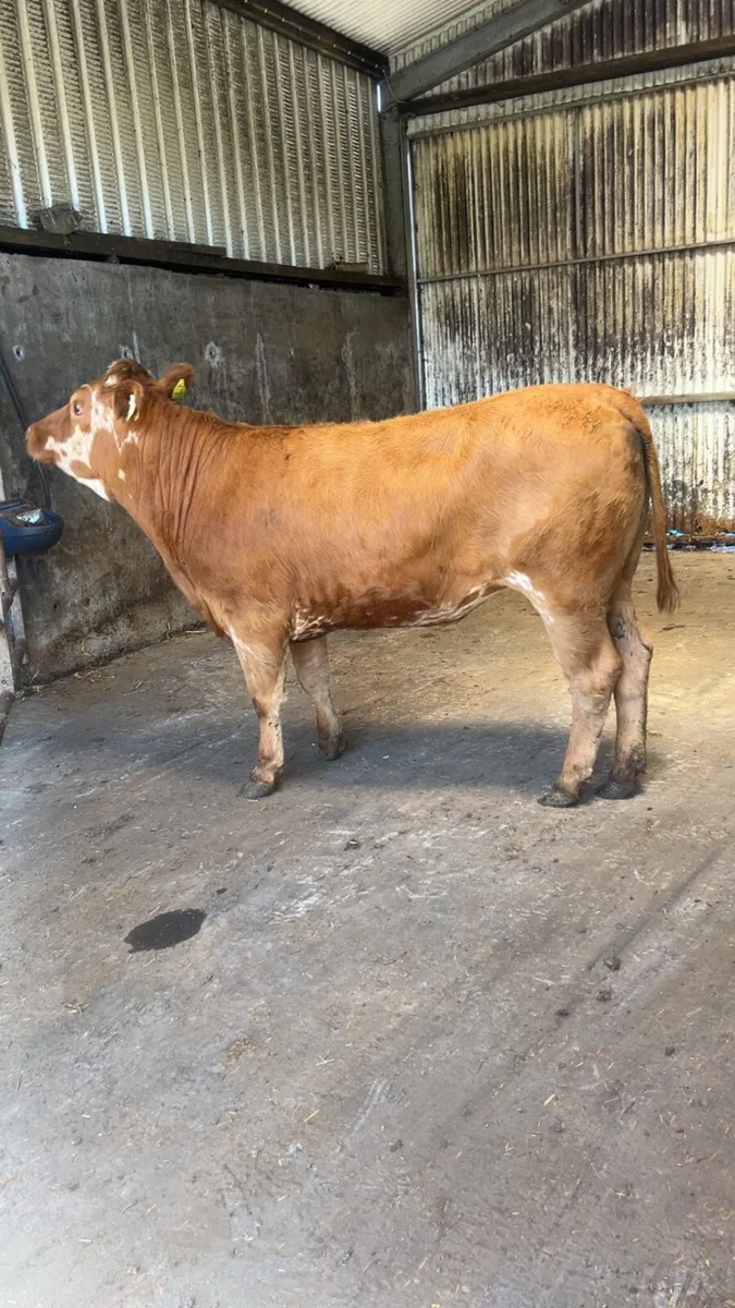 Breeding heifer - Image 2