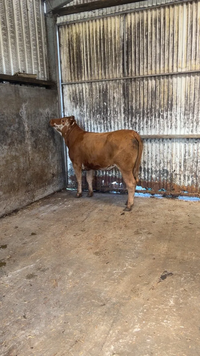 Breeding heifer - Image 3