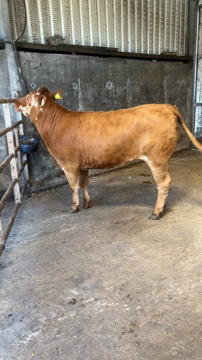 Breeding heifer - Image 4