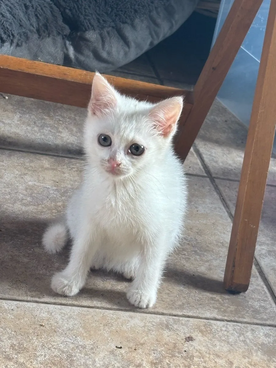 Kittens-kid friendly - Image 4