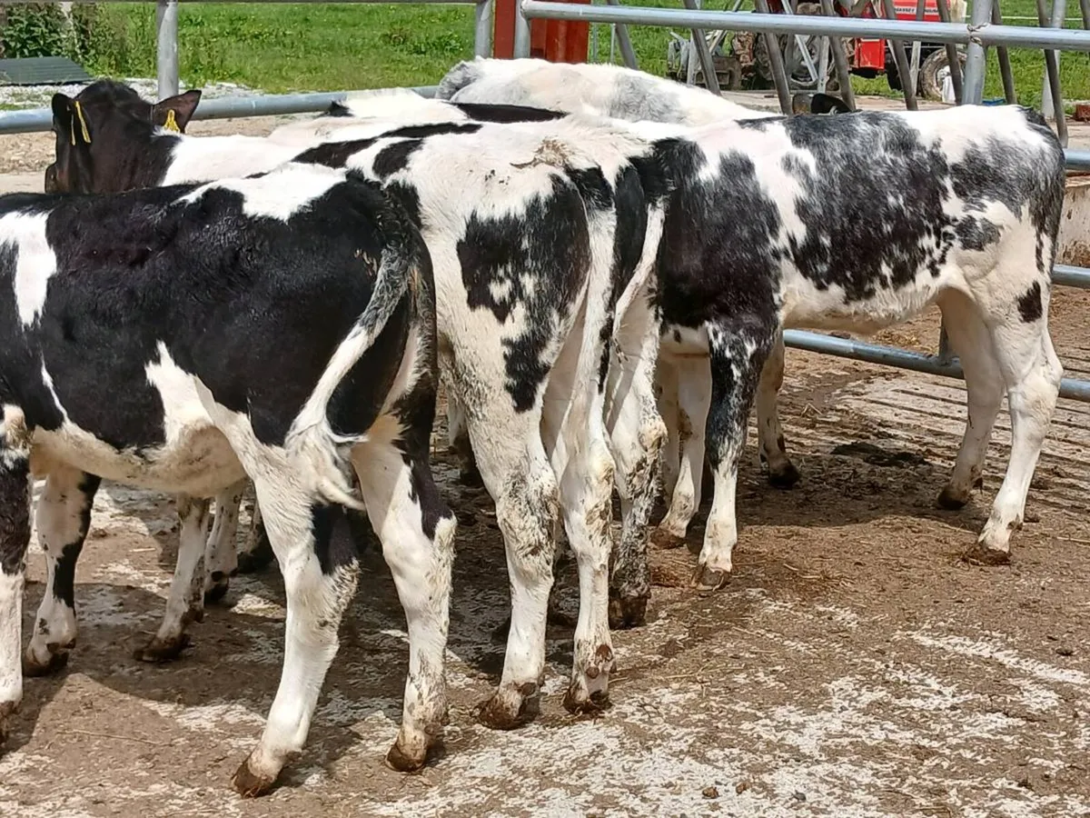 6 BELGIAN BLUE HEIFERS 5 STAR GENO TYPED - Image 2