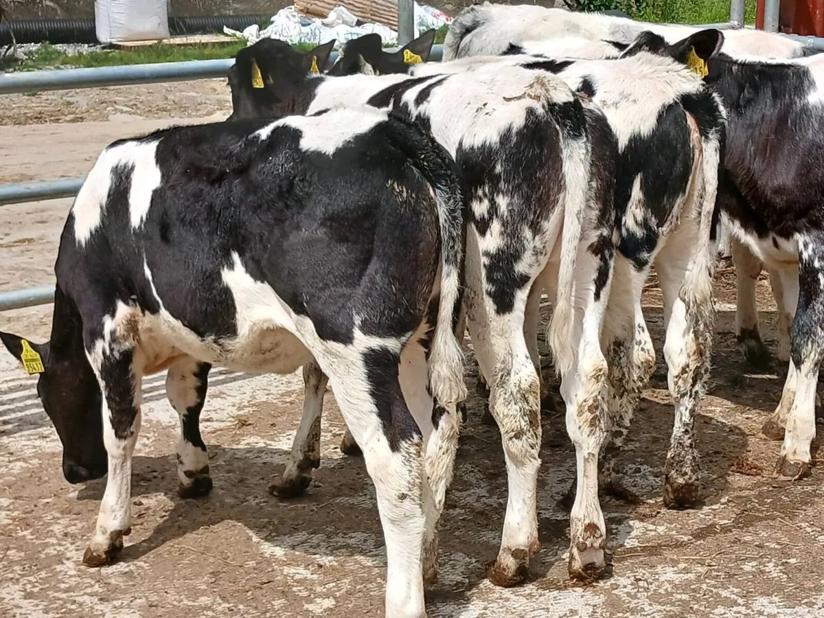 6 BELGIAN BLUE HEIFERS 5 STAR GENO TYPED - Image 3