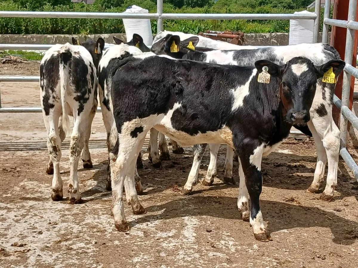 6 BELGIAN BLUE HEIFERS 5 STAR GENO TYPED - Image 4