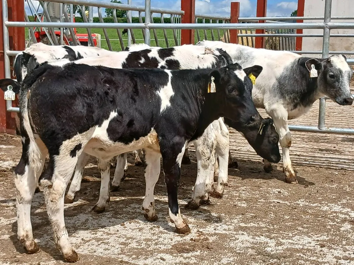 6 BELGIAN BLUE HEIFERS 5 STAR GENO TYPED - Image 1