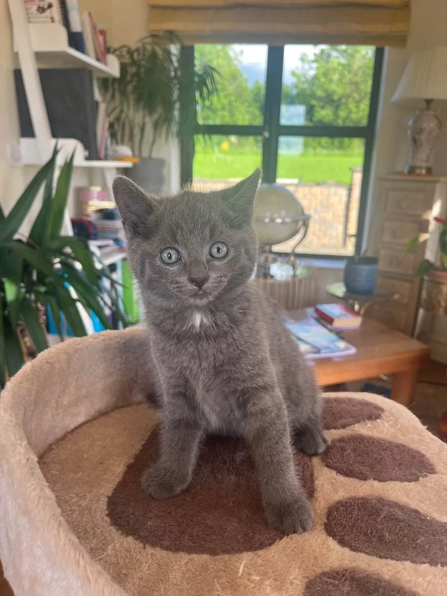 British shorthair x kittens - Image 1