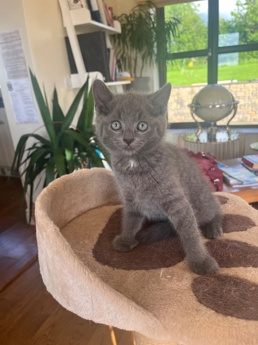 British shorthair x kittens - Image 3